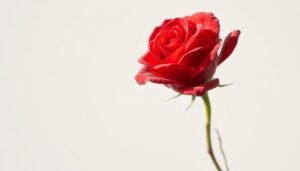 how to draw a rose