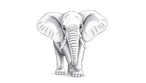 elephant drawing how to