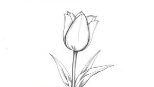 how to draw a tulip
